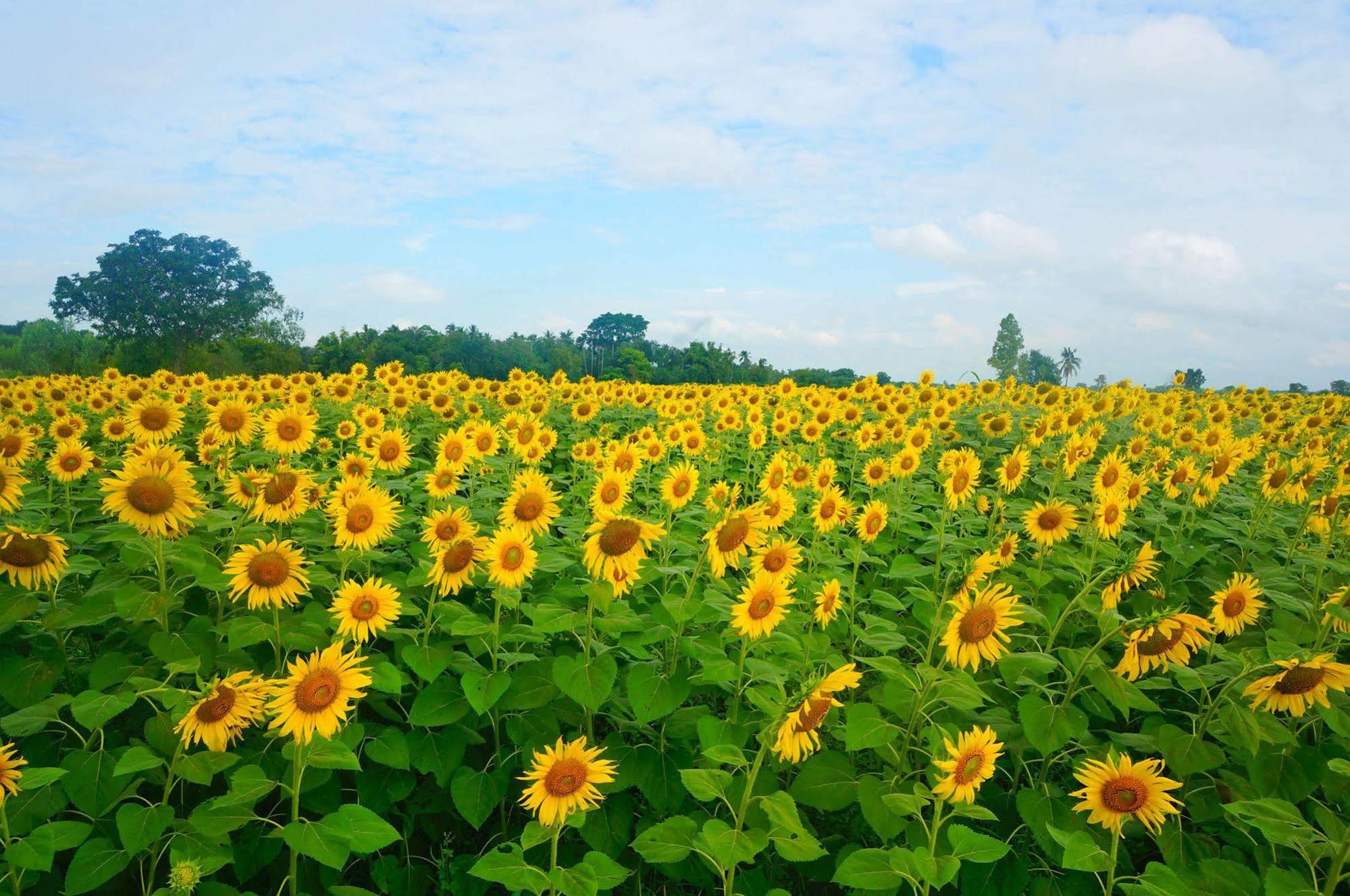 Wanlapa Farmstay Lopburi Exterior photo